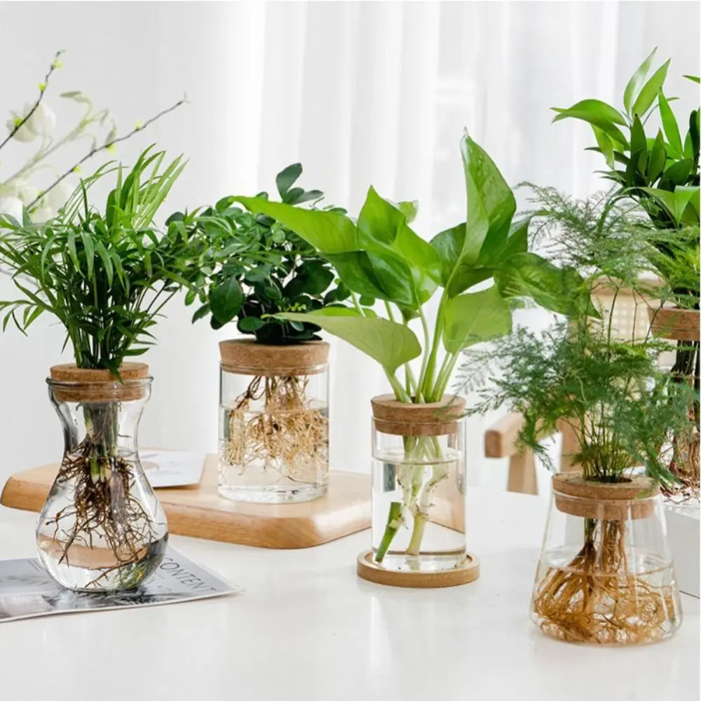 vase verre transparent moderne plante verte minimaliste bois naturel rond simple