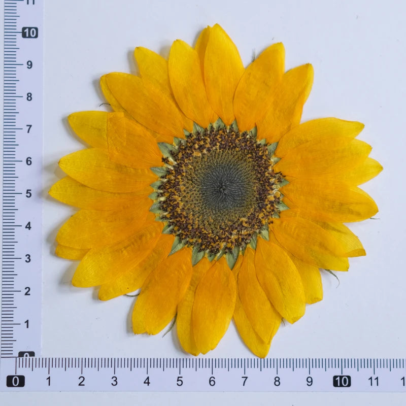décoration intérieure tournesol séché fleur naturelle jaune rustique décoration maison artisanale semi translucide