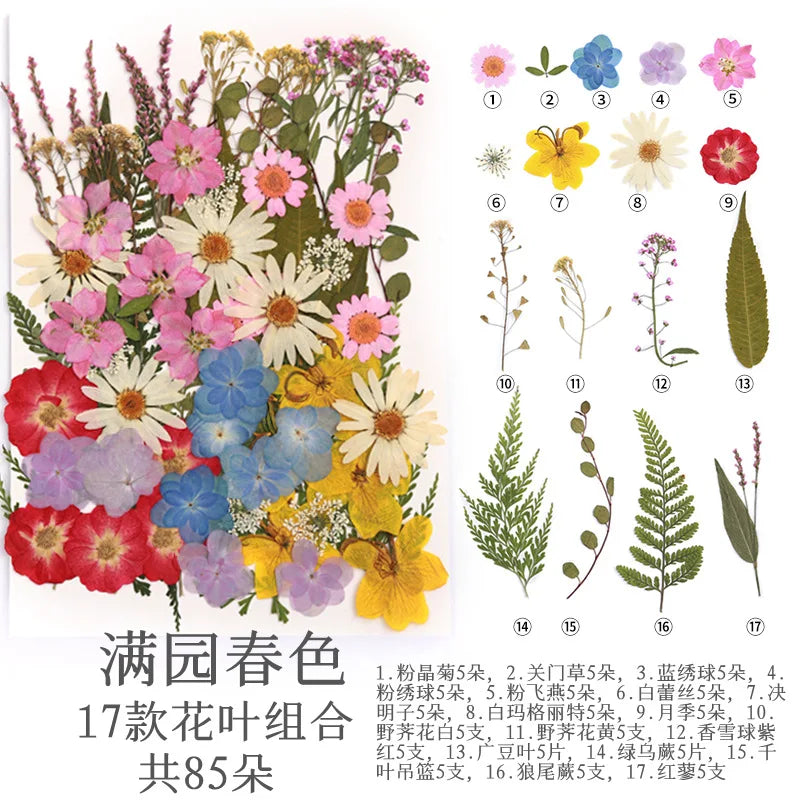 fleurs séchées multicolores naturelles variées feuilles séchées décor maison artisanat enfant autocollants journal
