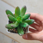 plantes succulentes artificielles vert rouge marron moderne minimaliste intérieur décoration maison