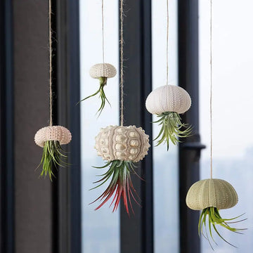 coquilles conque suspendues blanc rose vert plante air tillandsia naturelle