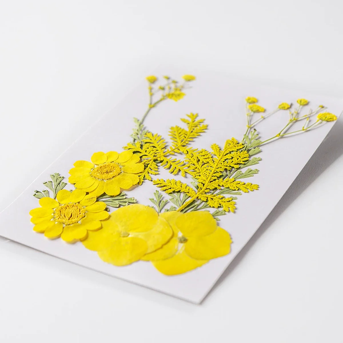 fleurs séchées plantes écologiques intérieur anniversaire baby shower exposition minimalistes cartes postales ornementales fixations