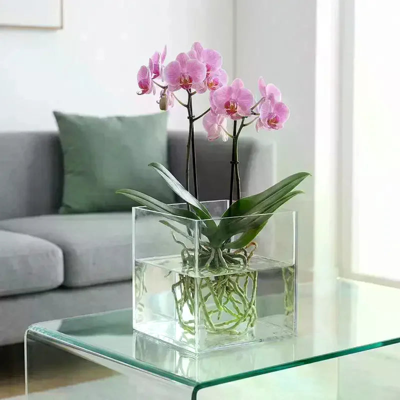 cube verre transparent moderne pot culture plantes intérieur extérieur 8cm 10cm 12cm 15cm 18cm
