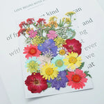 fleurs séchées multicolores variées naturelles scrapbooking décoration maison artisanat DIY