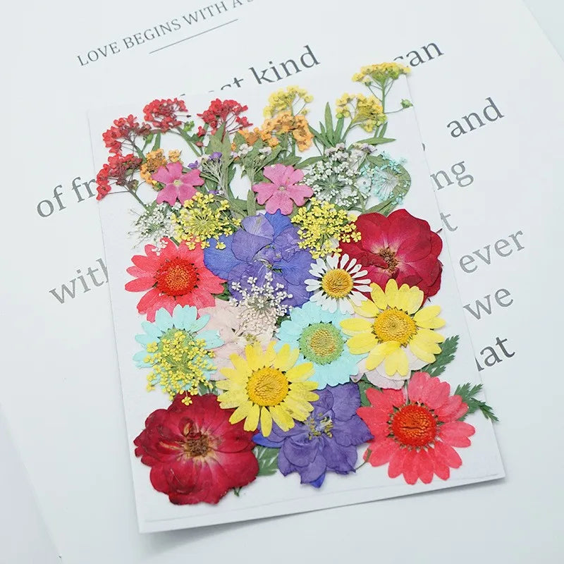 fleurs séchées multicolores variées naturelles scrapbooking décoration maison artisanat DIY