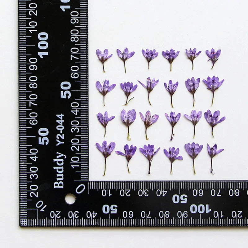 fleurs séchées violet bleu rouge blanc décoration maison anniversaire artisanat naturel variés DIY