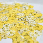 fleurs séchées décoratives multicolores décoration maison événements festifs 24 pièces