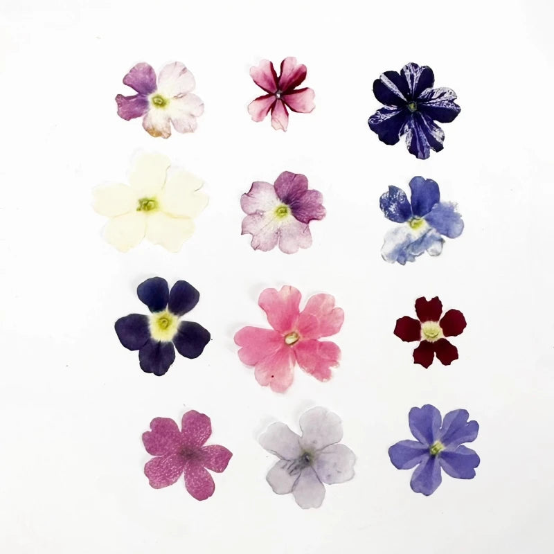 fleurs séchées violet rose blanc décor maison DIY craft nail art maquillage artisanales kit