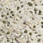 fleurs séchées blanches chrysanthèmes deco maison anniversaire baby shower intérieur naturel rustique
