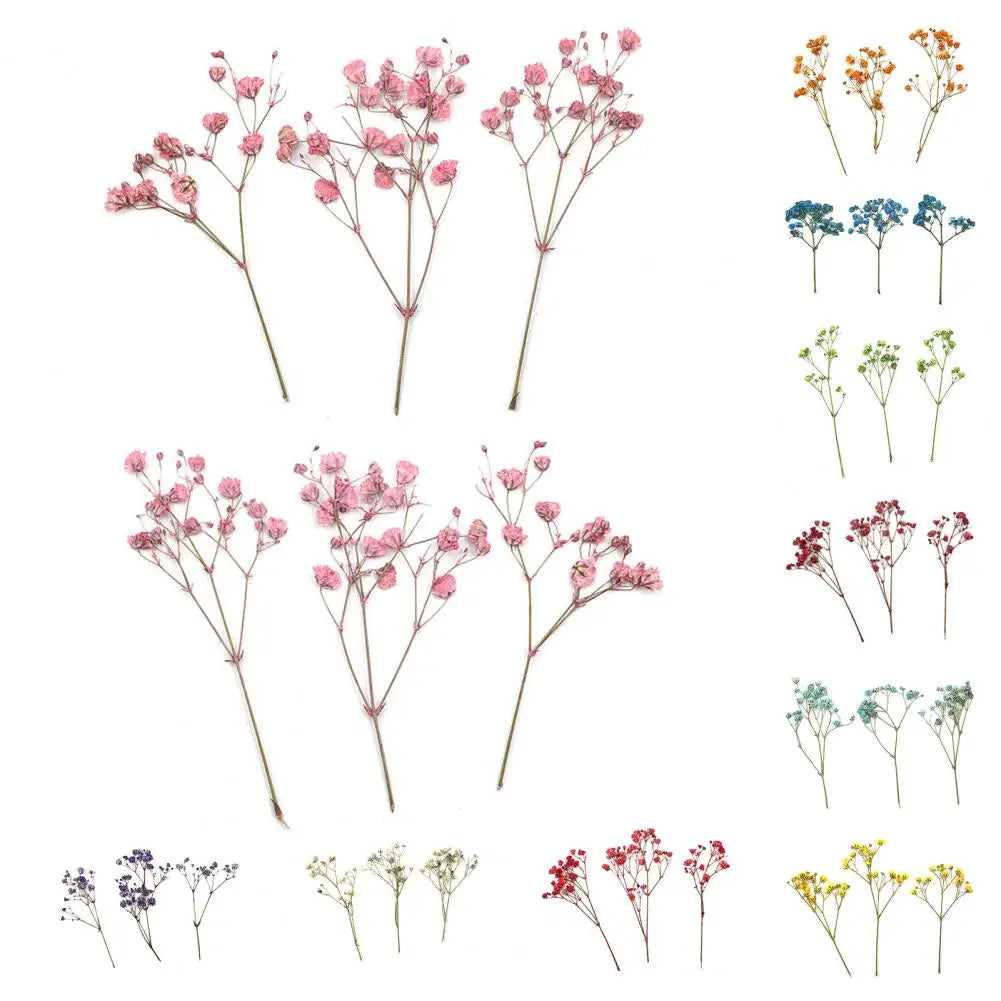 bouquets fleurs séchées naturelles couleurs vives rouge bleu violet orange intérieur décoration