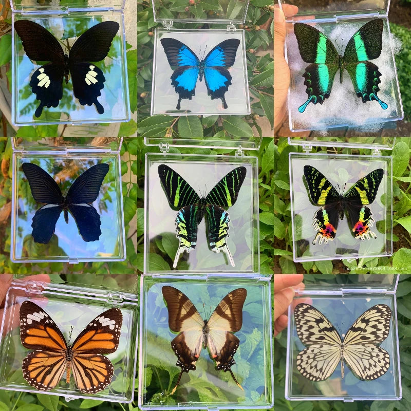papillons naturels réels résine différentes couleurs motifs variés réaliste décoration collection enseignement cadeaux spéciaux
