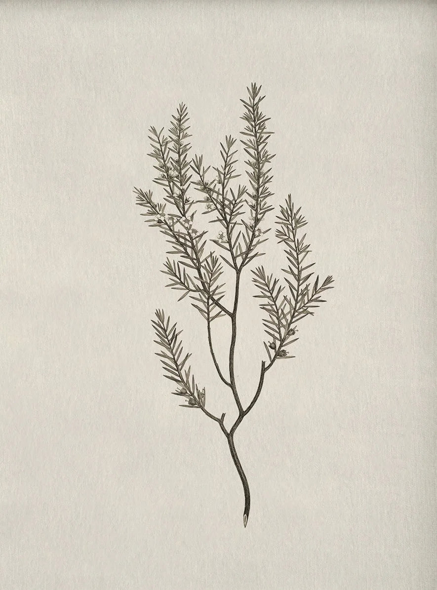 affiche plante simple minimaliste toile cadre bois illustration naturelle décoration murale salon chambre erotique