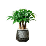 pots fleurs auto arrosants plantes vertes moderne geometrie feuilles ovales plastique blanc
