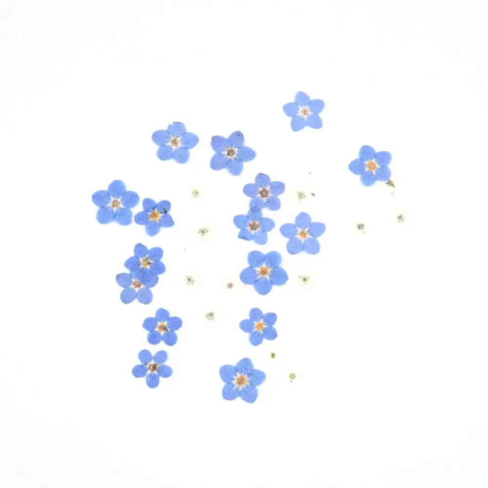 fleurs séchées bleu clair boîte transparente bouquet naturel minimalisteintérieur décoration casaopacité