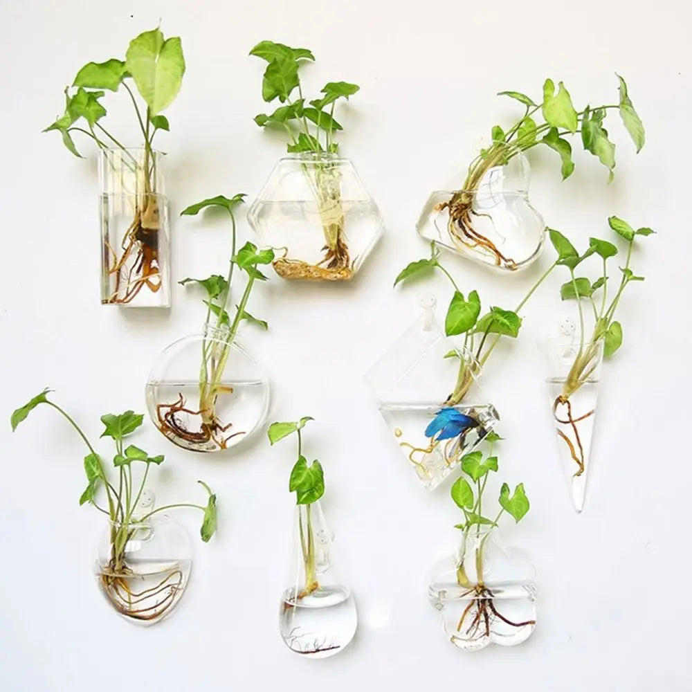 vases transparents modernes verre murales hydroponiques plantes racines visiblesintérieur'eau