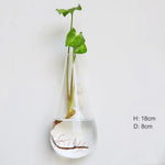 vase transparent moderne verre plante racines intérieur décoration hydroponique fleur