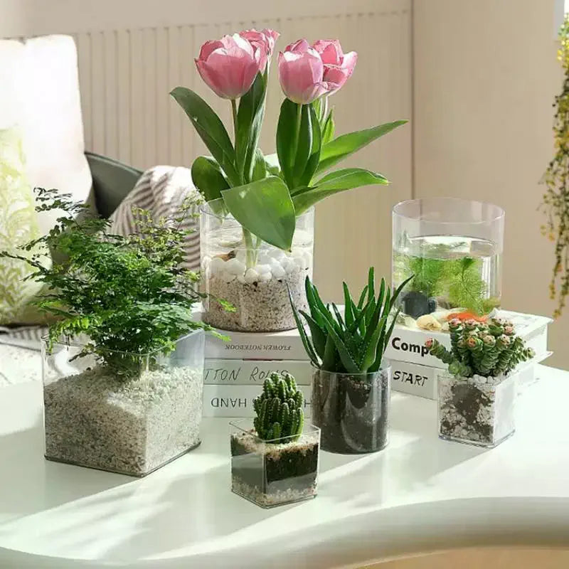 vases carrés transparents modernes graine tulipe plante succulente poisson rouge livres