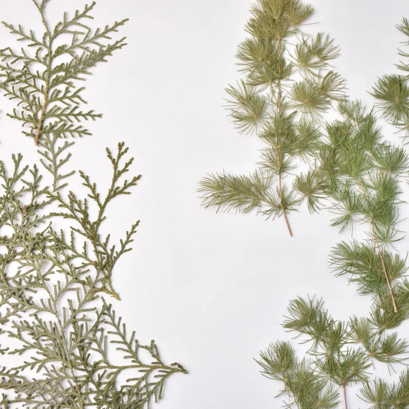 fleurs séchées naturelles vertes feuilles fines rustiques décoration intérieure maison événements festive arrangement photo