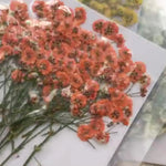 fleurs séchées kit 120 pièces variées blanc bleu orange violet rose rouge vert jaune
