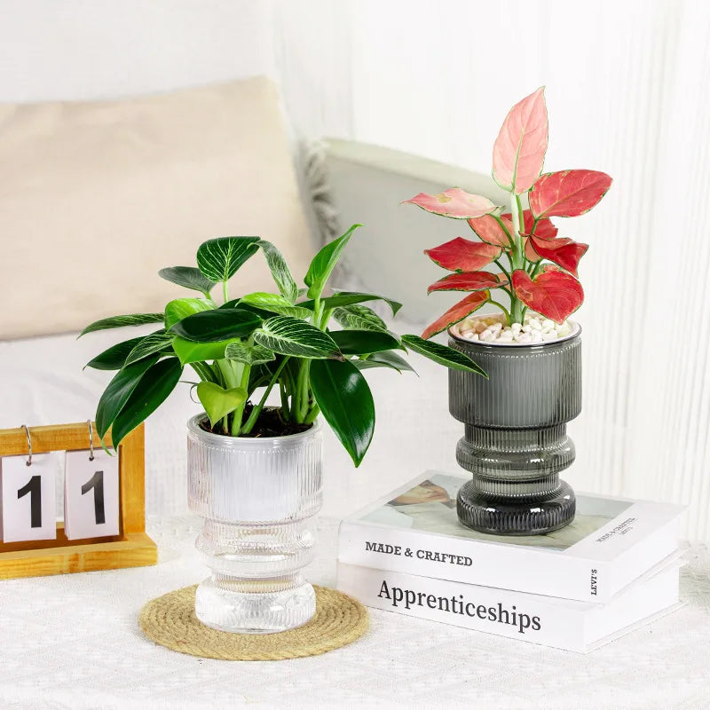 pot fleurs transparent rayures gris blanc moderne hydroponie intérieur succulente