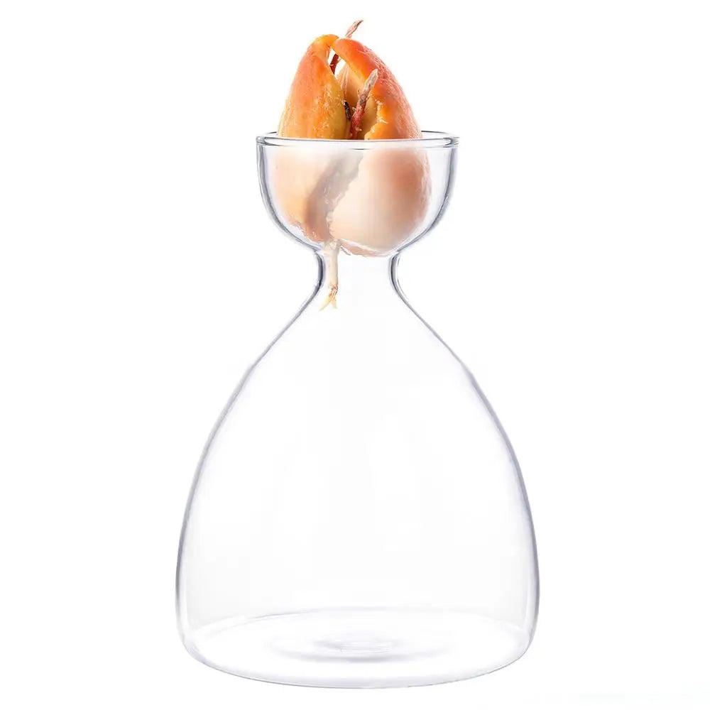 vase transparent moderne verre culture plante eau maison jardinage fixations