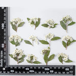 fleurs séchées bouquet blanc vert feuilles naturelles décoration artisanale intérieur anniversaire rustique