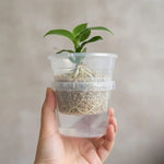pot fleurs transparent absorption automatique eau grille perforations moderne plastiqueDecorationPlantes