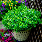 plantes artificielles decoration maison exterieur arbres vert feuilles brillantes moderneextérieur