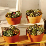 Pots fleurs terre cuite 11.5cm diamètre rustique drainage plantes succulentes pièces orange