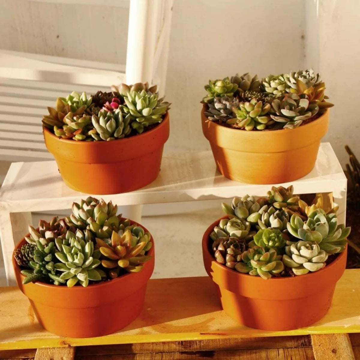 Pots fleurs terre cuite 11.5cm diamètre rustique drainage plantes succulentes pièces orange