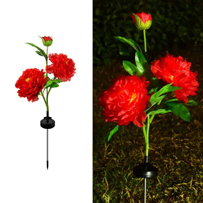lumière solaire forme rose blanche rouge jaune feuillage vert extérieure moderne
