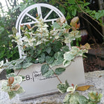 Bac fleurs métal vintage blanc vert fenêtre succulents rustic decorationintérieur jardinage
