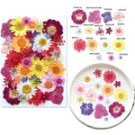 fleurs séchées multicolores variées naturelles scrapbooking décoration maison artisanat DIY