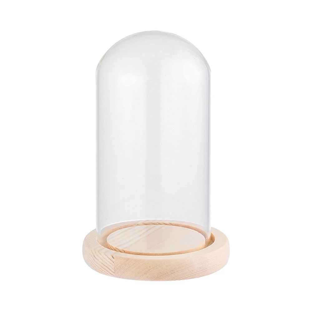 cloche verre transparent moderne base bois naturel boîte rangement fleurs minimalistes différentes tailles