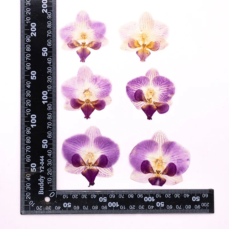 fleurs séchées phalaenopsis violettes blanches jaunes naturelles décoration artisanale intérieur