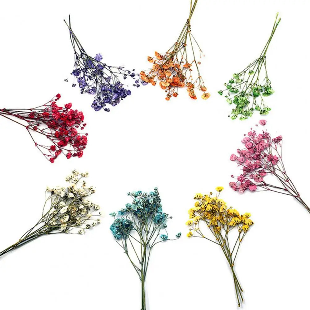 bouquets fleurs séchées naturelles couleurs vives rouge bleu violet orange intérieur décoration
