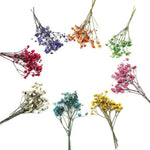 bouquets fleurs séchées naturelles couleurs vives rouge bleu violet orange intérieur décoration