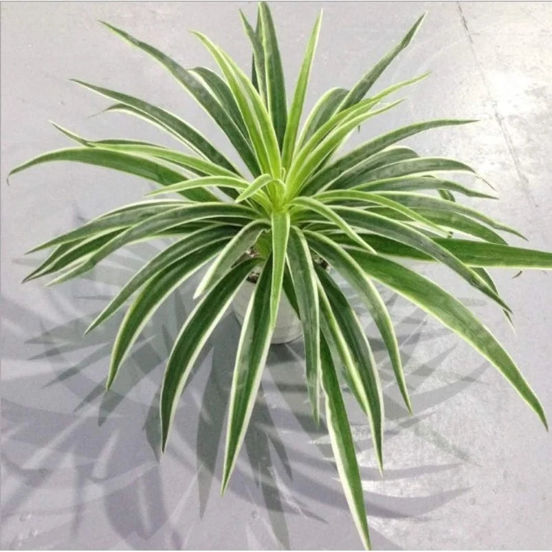 plante artificielle vert clair moderne feuilles rayées pot terre cuiteintérieur décoration naturellebranches mousse verte
