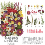 fleurs séchées multicolores naturelles variées feuilles séchées décor maison artisanat enfant autocollants journal
