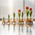 mini jardins verre transparent plante pierre sucre coloré moderne minimalisteintérieurextérieur