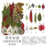 fleurs séchées multicolores naturelles variées feuilles séchées décor maison artisanat enfant autocollants journal