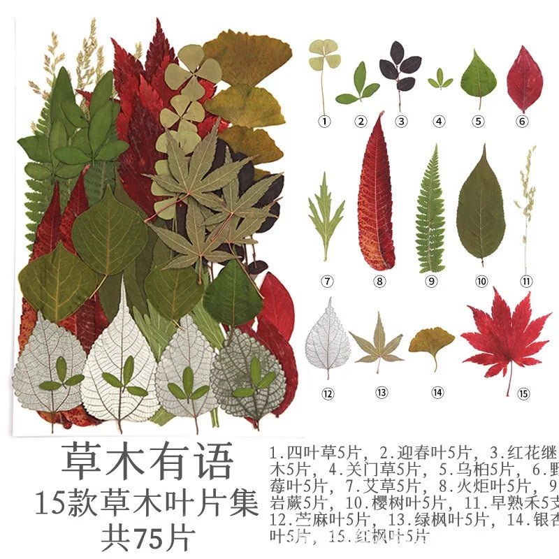 fleurs séchées multicolores naturelles variées feuilles séchées décor maison artisanat enfant autocollants journal