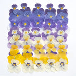 fleurs pressées violettes jaunes oranges decoration moderne assiette decoupe anniversaire intérieur maison