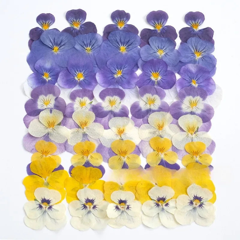 fleurs pressées violettes jaunes oranges decoration moderne assiette decoupe anniversaire intérieur maison