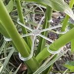 clips plante transparents verts floral moderne autonome croissance verticale 4pcs