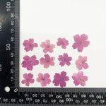 fleurs séchées violet rose blanc décor maison DIY craft nail art maquillage artisanales kit