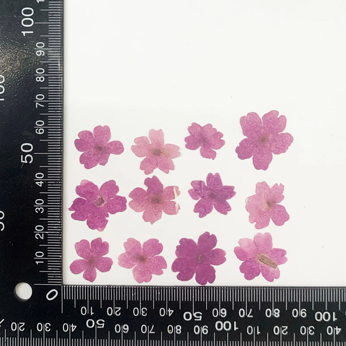 fleurs séchées violet rose blanc décor maison DIY craft nail art maquillage artisanales kit