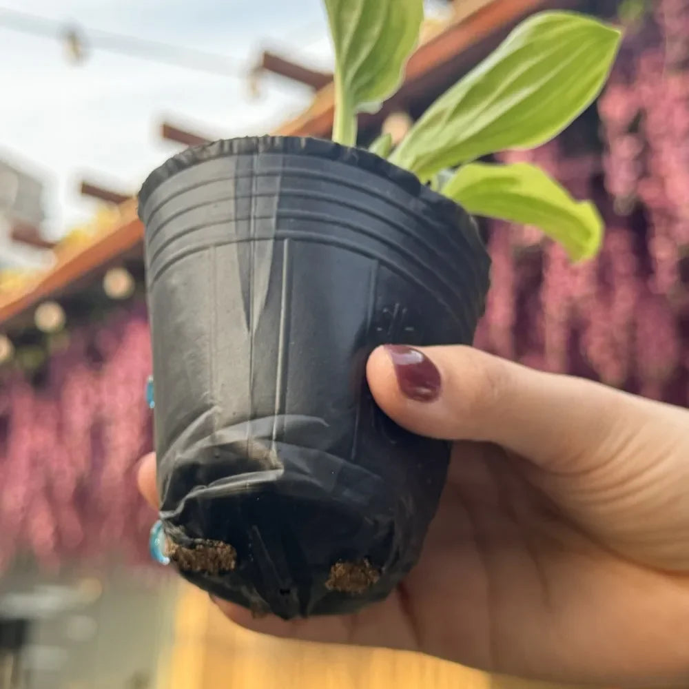 pots fleurs noirs opaques bacs pépinière plastique simples utilitaires plantes 13 10 cm