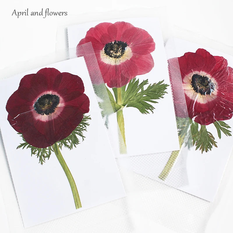 cartes postales fleurs pressées violet rouge classique adhésif intérieur anniversaire baby shower graduation