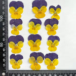 fleurs séchées violettes jaunes décoratives bricolage résine bijoux étui téléphone maquillage pétale simple naturel